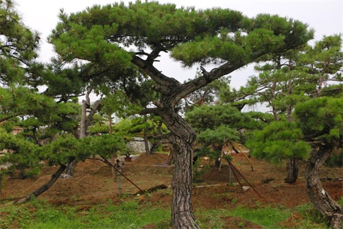 如何判斷造型松樹的健康狀況？